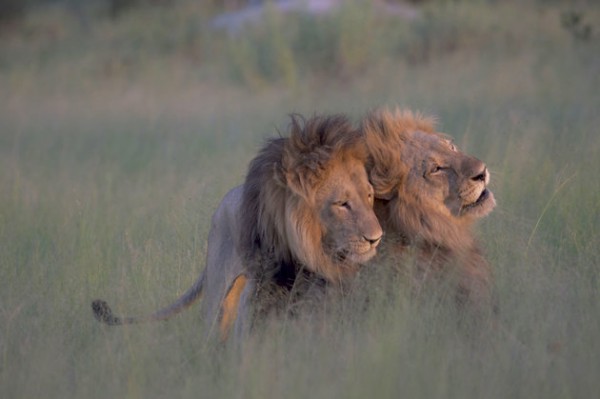 Male lions copulating, Botswana - 28 Mar 2016