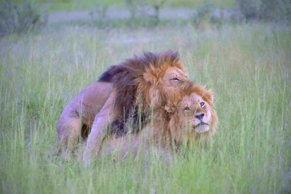 Male lions copulating, Botswana - 28 Mar 2016