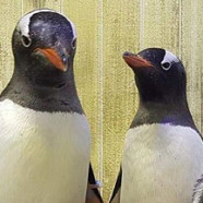 Voici le couple de pingouin gay le plus célèbre au monde