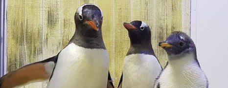 Voici le couple de pingouin gay le plus célèbre au monde