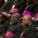 Les évêques africains réaffirment leur opposition au mariage gay