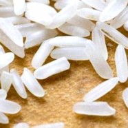 Un riz transgénique pour ralentir l’évolution du VIH