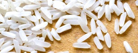 Un riz transgénique pour ralentir l’évolution du VIH