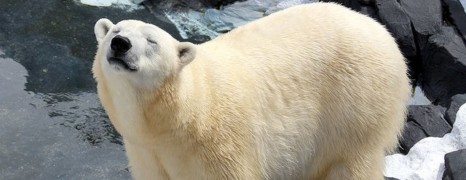 Un ours polaire décède après avoir été séparé de son ami de 20 ans !